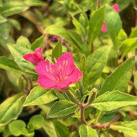 Oenothera kunthiana